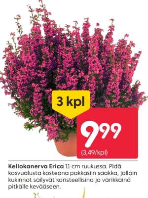 KELLOKANERVA ERICA