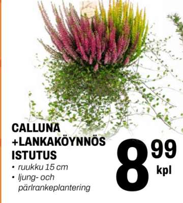 CALLUNA + LANKAKÖYNNÖS ISTUTUS