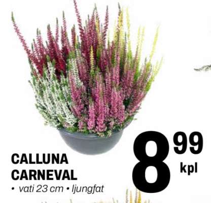 CALLUNA CARNEVAL