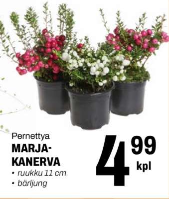 Pernettya MARJA-KANERVA