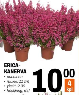 ERICA-KANERVA