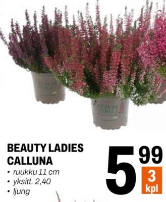 BEAUTY LADIES CALLUNA