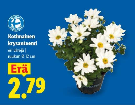 Kotimainen krysanteemi