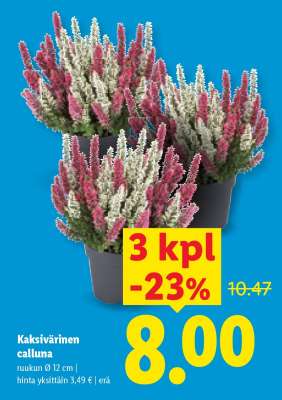 Kaksivärinen Calluna