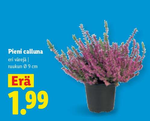 Pieni calluna