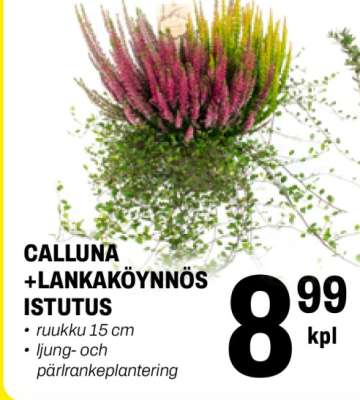 CALLUNA + LANKAKÖYNNÖS ISTUTUS