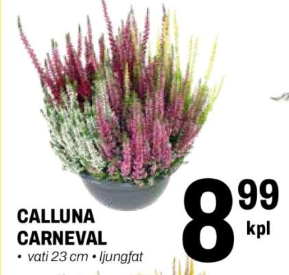CALLUNA CARNEVAL