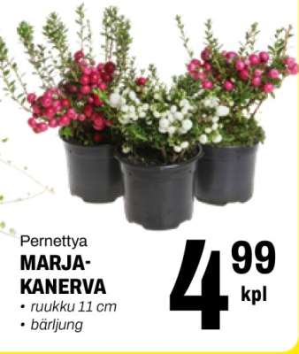 Pernettya