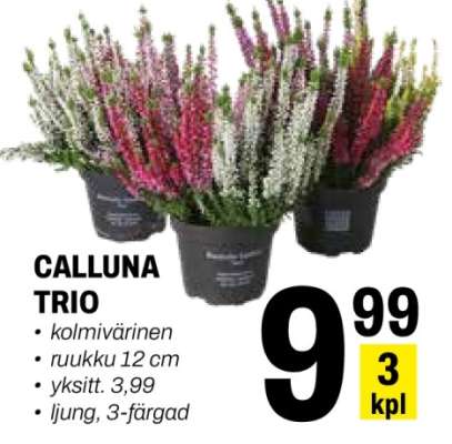CALLUNA TRIO