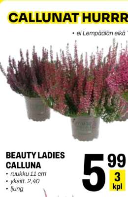 BEAUTY LADIES CALLUNA