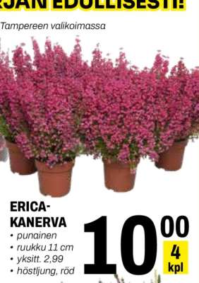 ERICA-KANERVA