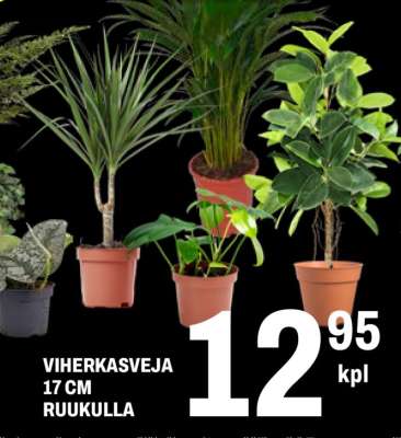 VIHERKASVEJA