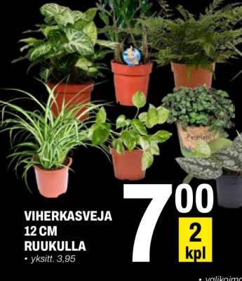 VIHERKASVEJA 12 CM RUUKULLA