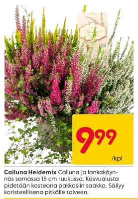 Calluna Heidemix