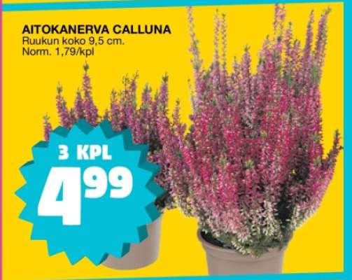 AITOKANERVA CALLUNA