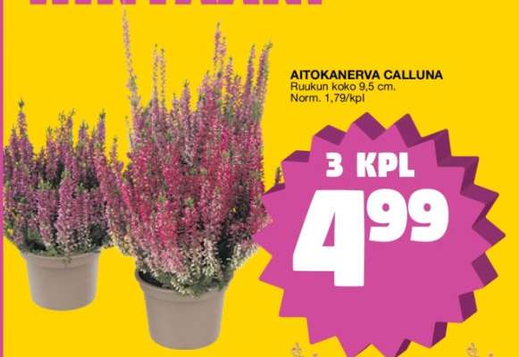 AITOKANERVA CALLUNA