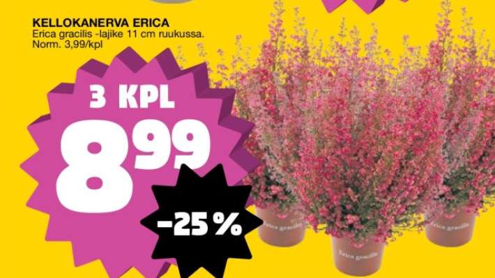 KELLOKANERVA ERICA