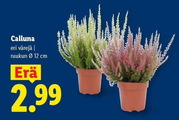 Calluna