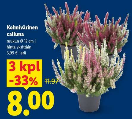 Kolmivärinen calluna