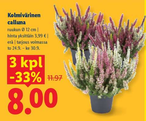 Kolmivärinen calluna