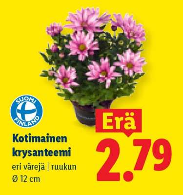 Kotimainen krysanteemi