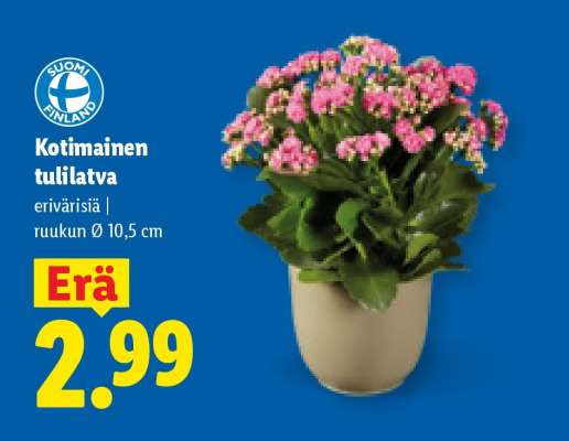 Kotimainen tulilatva