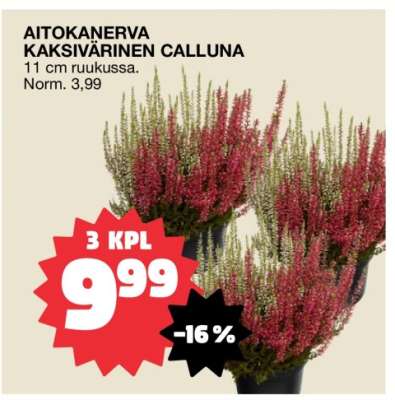 AITOKANERVA KAKSIVÄRINEN CALLUNA