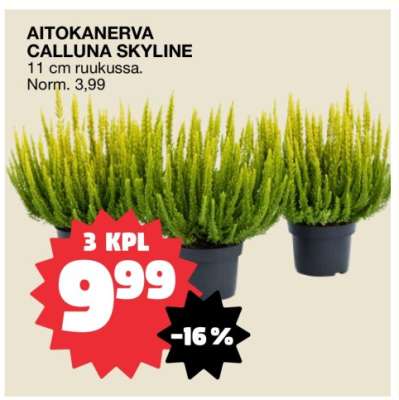 AITOKANERVA CALLUNA SKYLINE