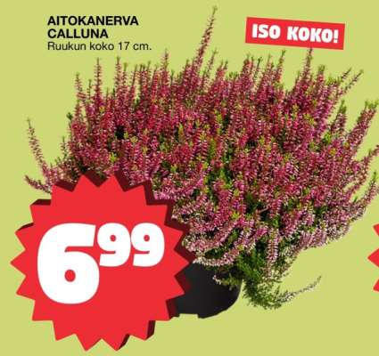 AITOKANERVA CALLUNA