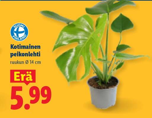 Kotimainen peikonlehti