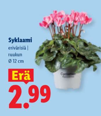 Syklaami
