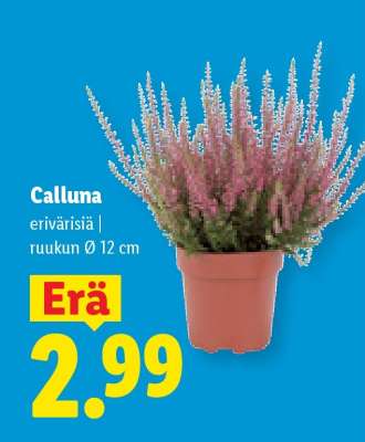 Calluna